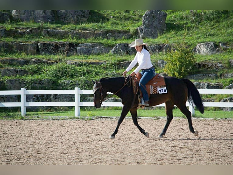 American Quarter Horse Wallach 12 Jahre 150 cm Dunkelbrauner in Pilsting