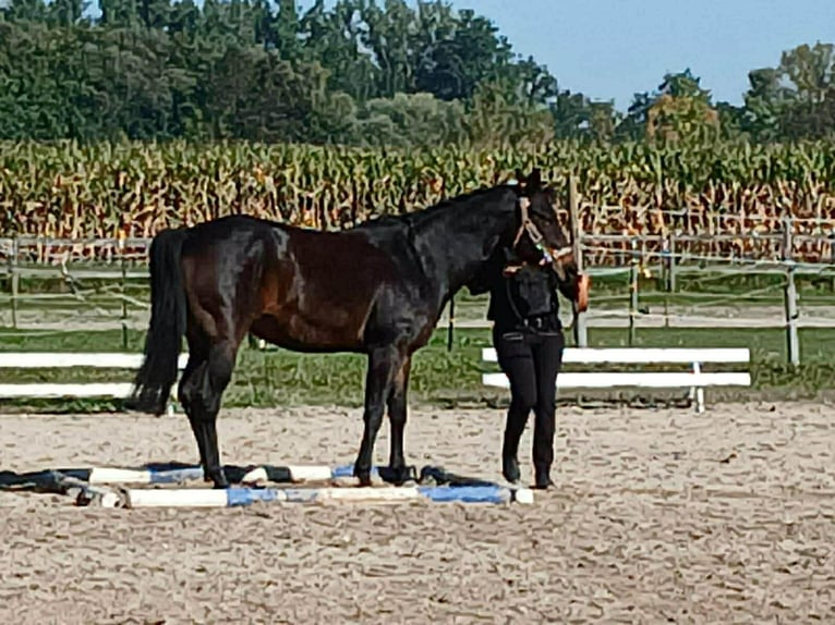 American Quarter Horse Wallach 12 Jahre 150 cm Dunkelbrauner in Pilsting