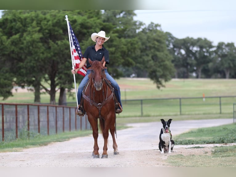 American Quarter Horse Wallach 12 Jahre 150 cm Dunkelfuchs in Godley Tx