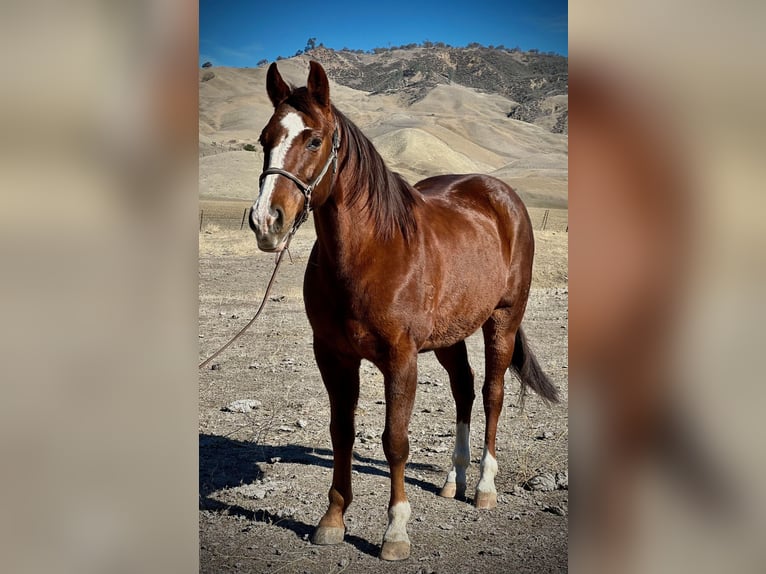 American Quarter Horse Wallach 12 Jahre 150 cm Dunkelfuchs in Bitterwater CA