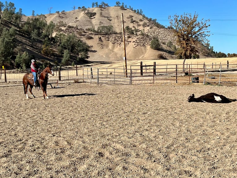 American Quarter Horse Wallach 12 Jahre 150 cm Dunkelfuchs in Bitterwater CA