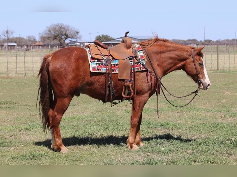 American Quarter Horse Wallach 12 Jahre 150 cm Dunkelfuchs in Lipan TX