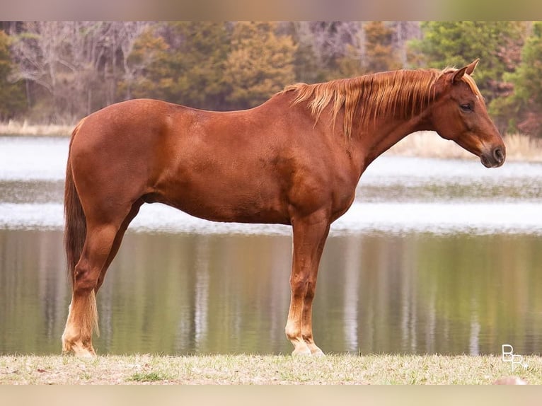 American Quarter Horse Wallach 12 Jahre 150 cm Dunkelfuchs in Mountain Grove MO