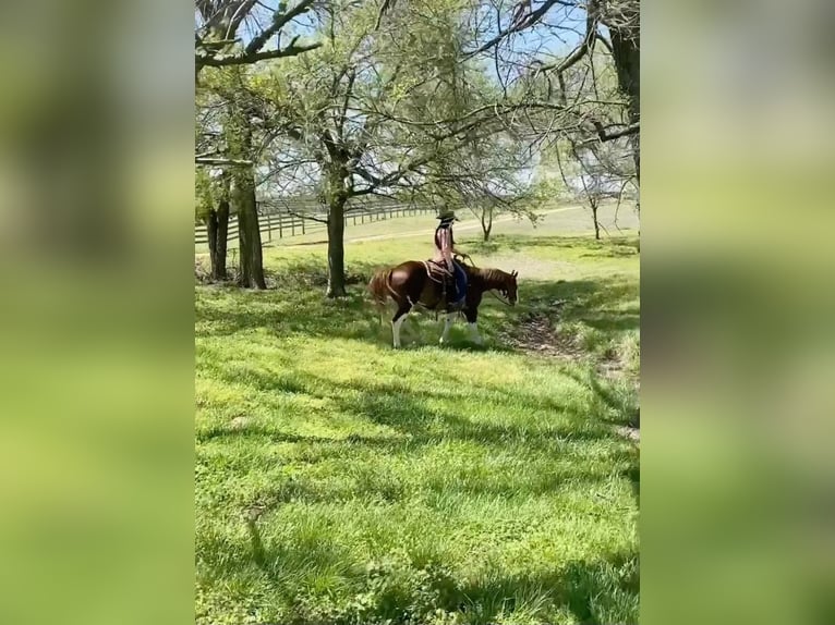 American Quarter Horse Wallach 12 Jahre 150 cm Dunkelfuchs in Stillwater OK