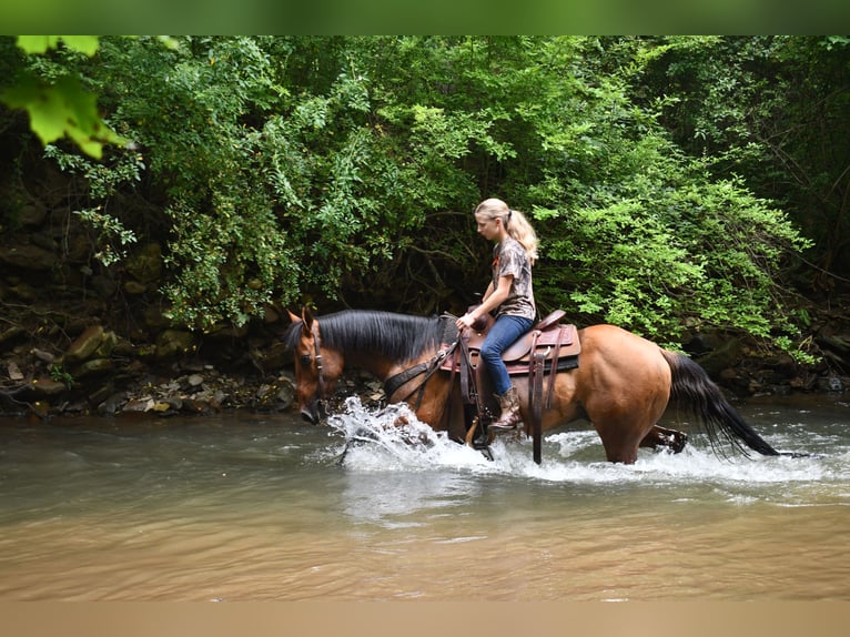American Quarter Horse Wallach 12 Jahre 150 cm Falbe in Rebersburg