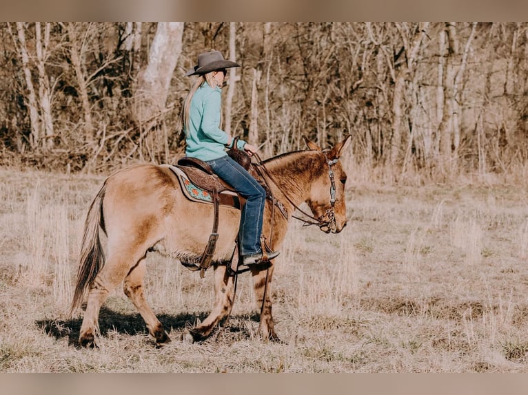 American Quarter Horse Wallach 12 Jahre 150 cm Falbe in Hillsboro Ky