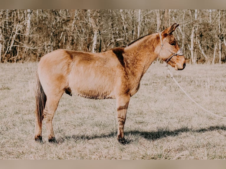 American Quarter Horse Wallach 12 Jahre 150 cm Falbe in Hillsboro Ky
