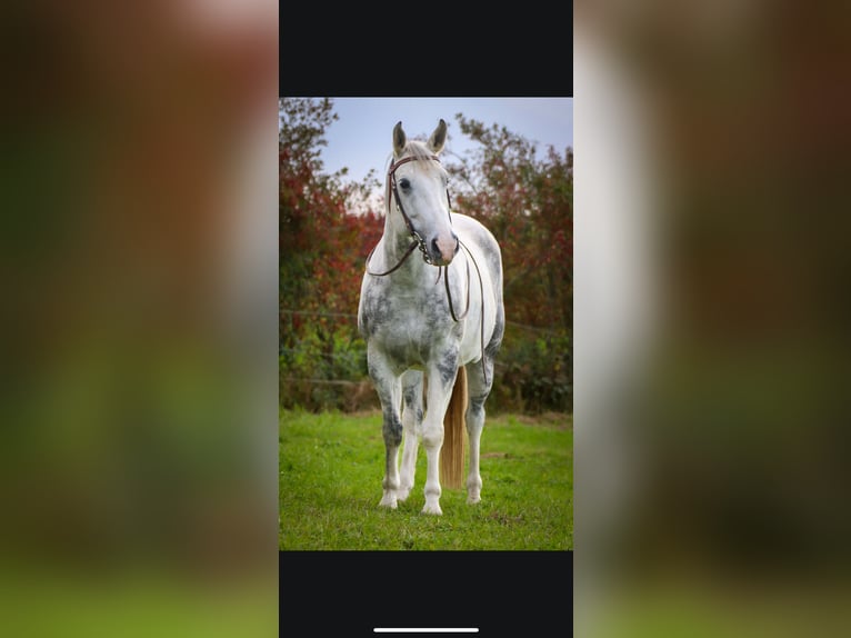 American Quarter Horse Mix Wallach 12 Jahre 150 cm  in ErkheimErkheim