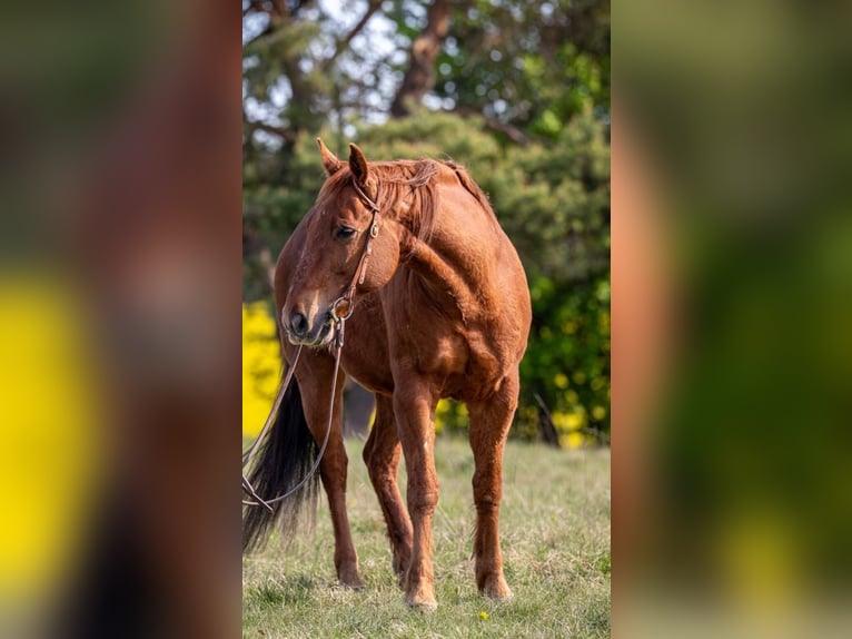 American Quarter Horse Wallach 12 Jahre 150 cm Fuchs in Hemau