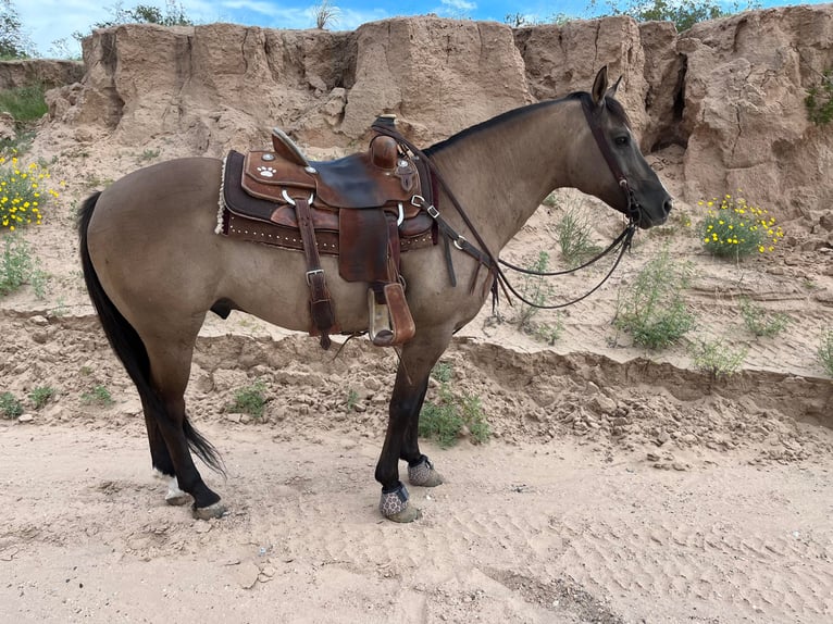 American Quarter Horse Wallach 12 Jahre 150 cm Grullo in El Paso Tx