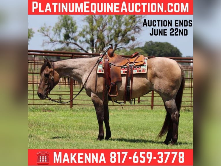 American Quarter Horse Wallach 12 Jahre 150 cm Grullo in Lipan TX