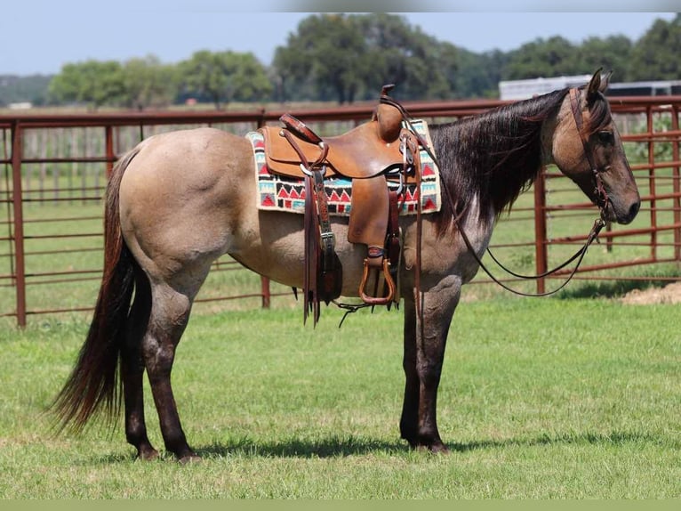 American Quarter Horse Wallach 12 Jahre 150 cm Grullo in Lipan TX