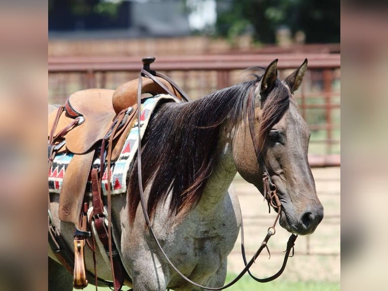 American Quarter Horse Wallach 12 Jahre 150 cm Grullo in Lipan TX