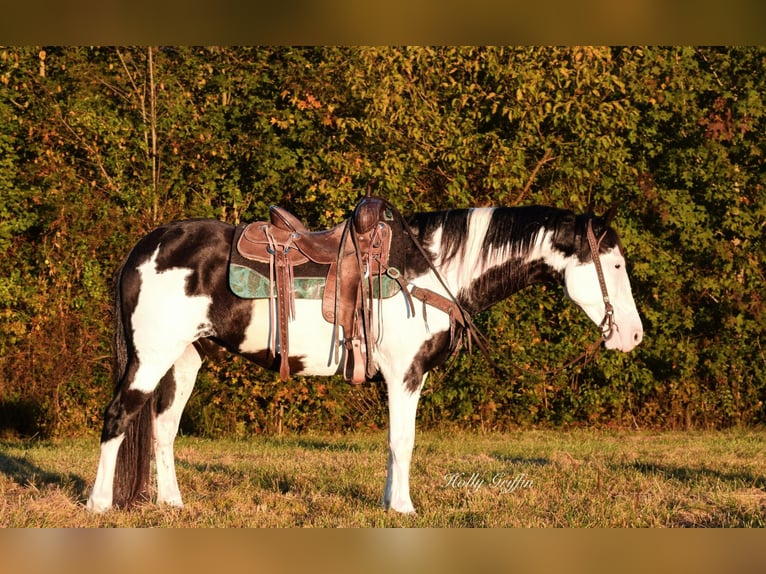 American Quarter Horse Wallach 12 Jahre 150 cm Overo-alle-Farben in Greenville KY