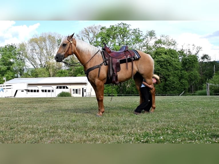 American Quarter Horse Wallach 12 Jahre 150 cm Palomino in Rebersburg, PA