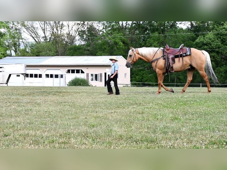 American Quarter Horse Wallach 12 Jahre 150 cm Palomino in Rebersburg, PA