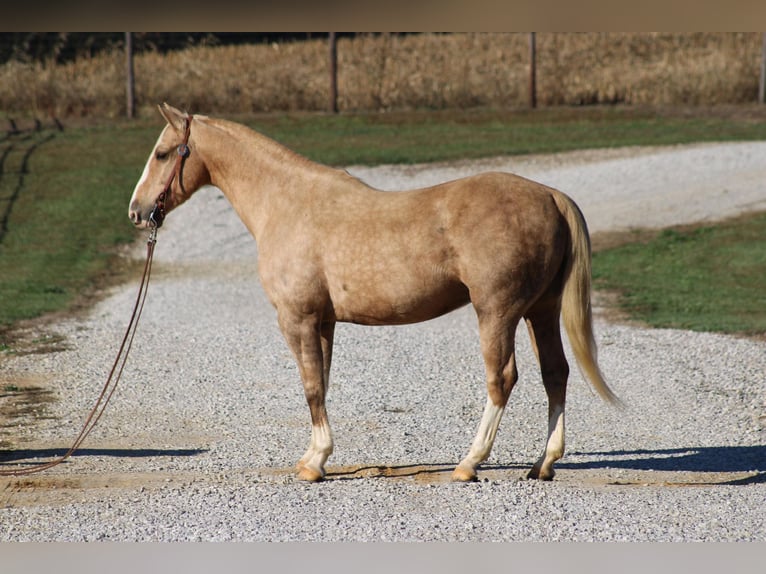 American Quarter Horse Wallach 12 Jahre 150 cm Palomino in Sonora, KY