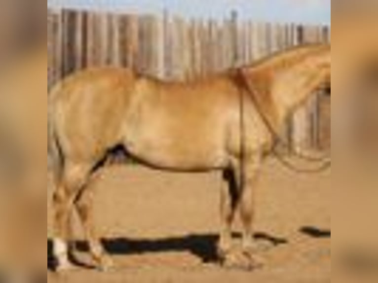 American Quarter Horse Wallach 12 Jahre 150 cm Palomino in MOrgan MIll TX