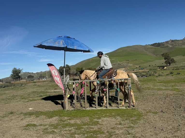 American Quarter Horse Wallach 12 Jahre 150 cm Palomino in Paicines CA