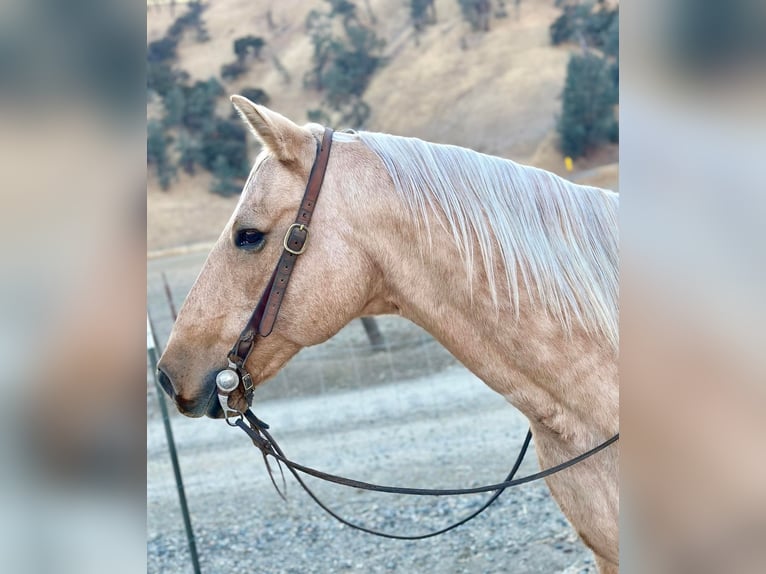 American Quarter Horse Wallach 12 Jahre 150 cm Palomino in Paicines CA