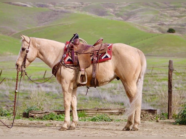 American Quarter Horse Wallach 12 Jahre 150 cm Palomino in Paicines CA