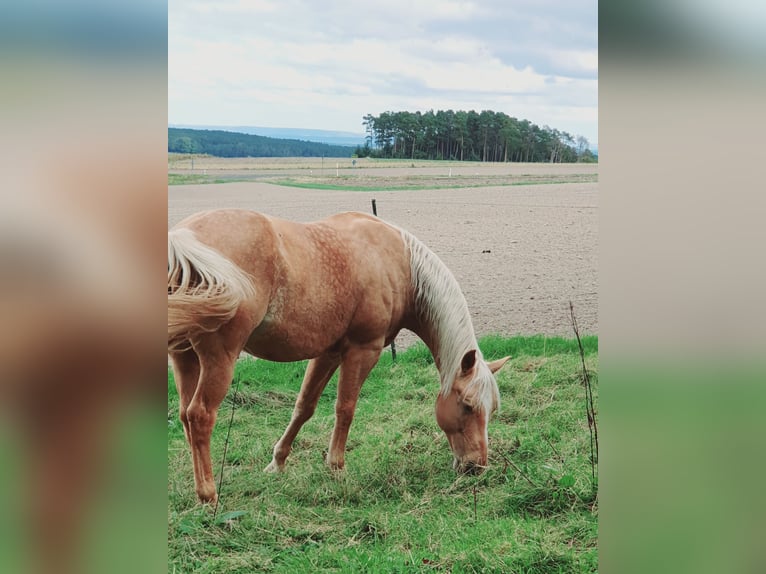 American Quarter Horse Wallach 12 Jahre 150 cm Palomino in Uehlfeld