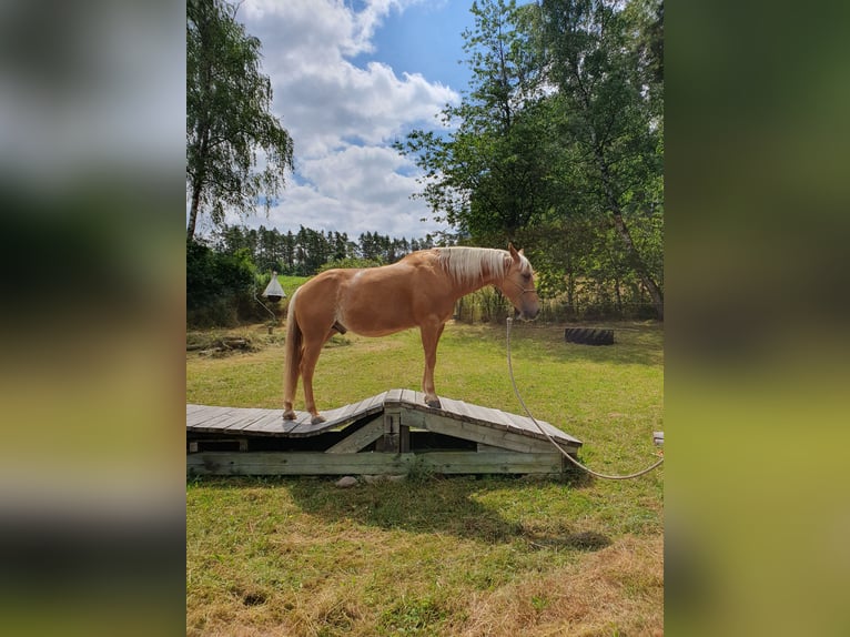 American Quarter Horse Wallach 12 Jahre 150 cm Palomino in Uehlfeld