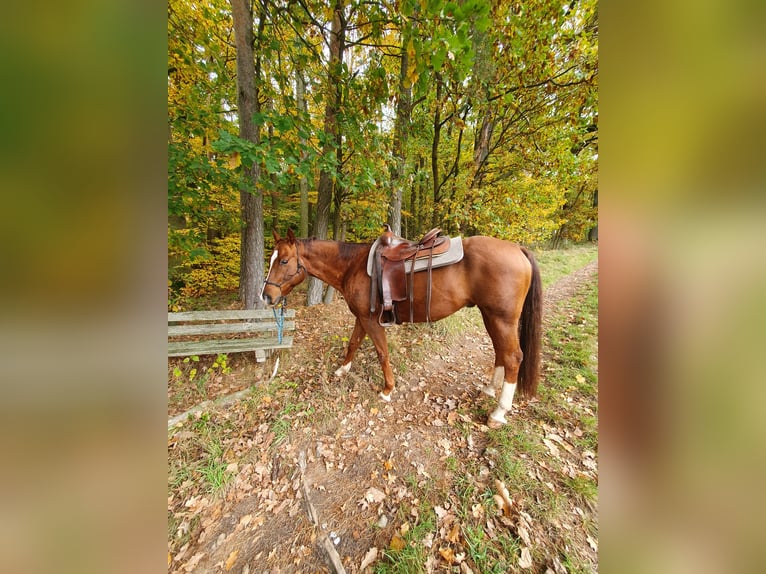 American Quarter Horse Wallach 12 Jahre 150 cm Palomino in Uehlfeld