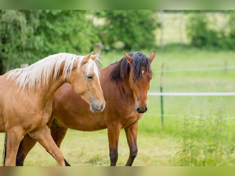 American Quarter Horse Wallach 12 Jahre 150 cm Palomino in Uehlfeld