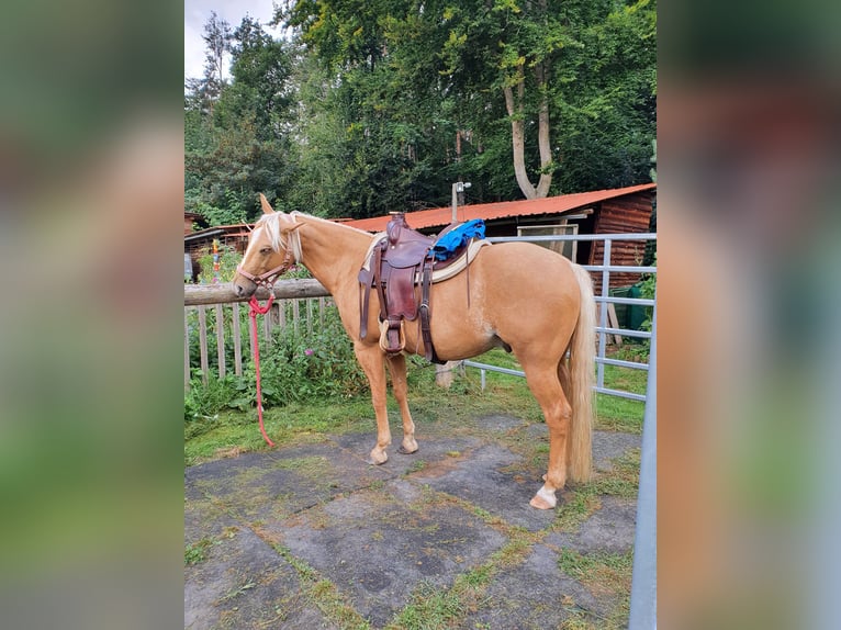 American Quarter Horse Wallach 12 Jahre 150 cm Palomino in Uehlfeld