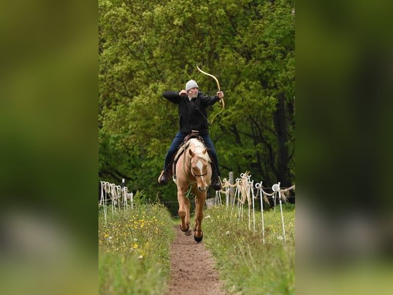 American Quarter Horse Wallach 12 Jahre 150 cm Palomino in Uehlfeld