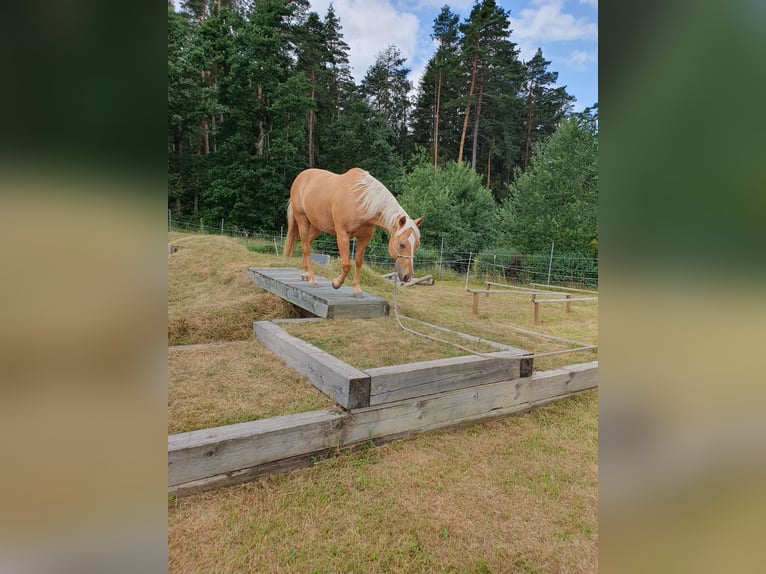 American Quarter Horse Wallach 12 Jahre 150 cm Palomino in Uehlfeld