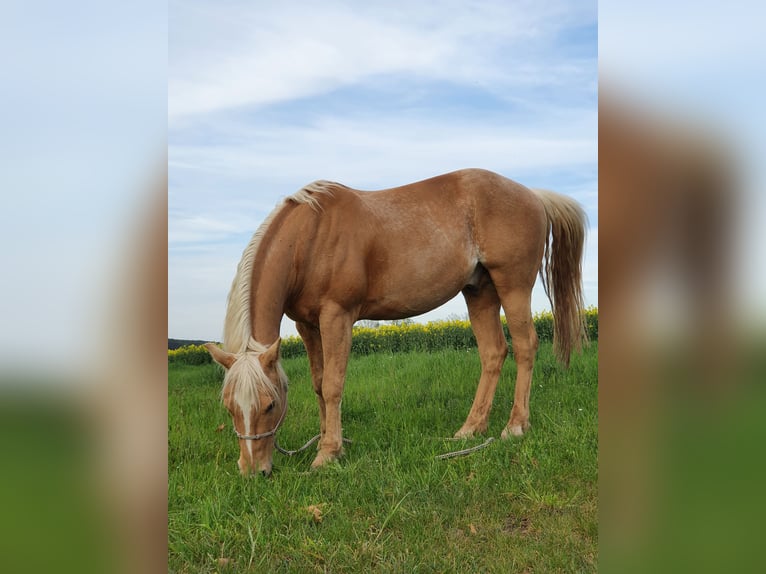 American Quarter Horse Wallach 12 Jahre 150 cm Palomino in Uehlfeld