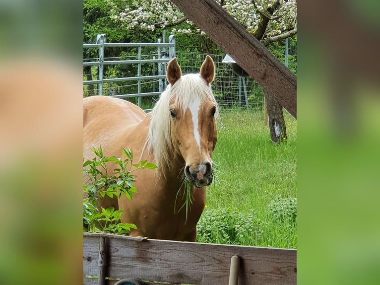 American Quarter Horse Wallach 12 Jahre 150 cm Palomino in Uehlfeld