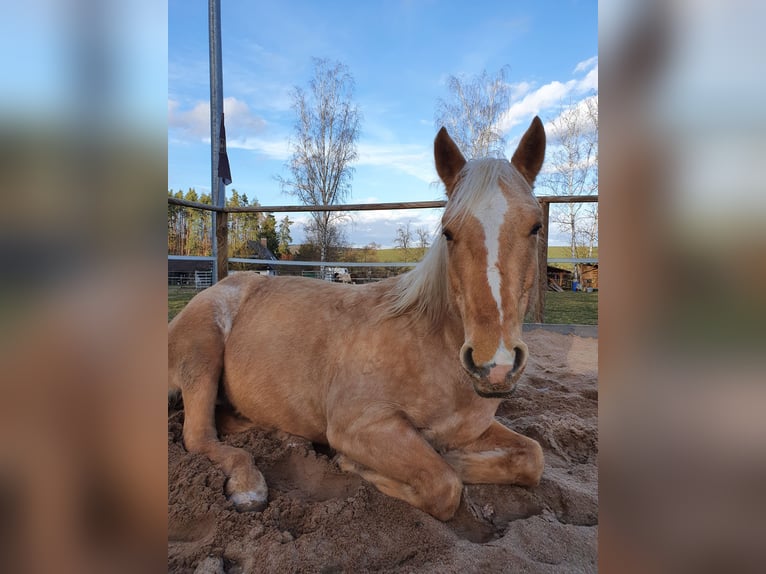 American Quarter Horse Wallach 12 Jahre 150 cm Palomino in Uehlfeld