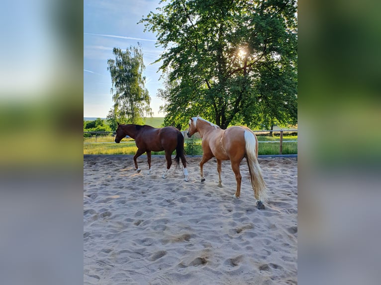 American Quarter Horse Wallach 12 Jahre 150 cm Palomino in Uehlfeld
