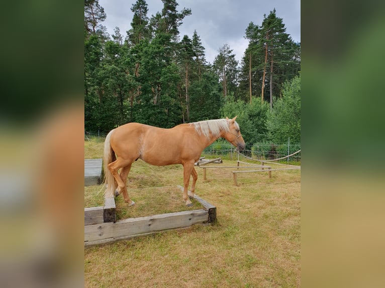 American Quarter Horse Wallach 12 Jahre 150 cm Palomino in Uehlfeld