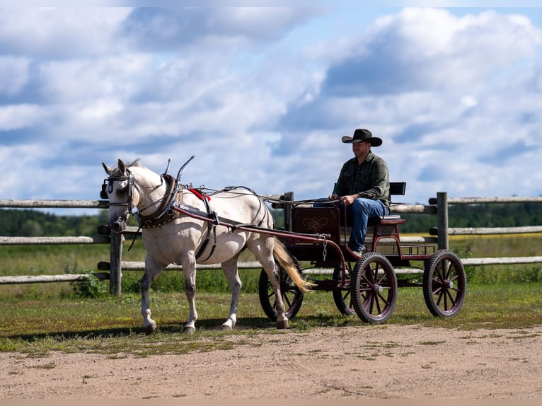 American Quarter Horse Wallach 12 Jahre 150 cm in Nevis, MN