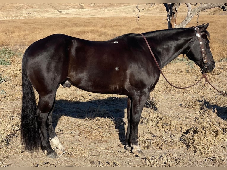 American Quarter Horse Wallach 12 Jahre 150 cm Rappe in Paicines CA