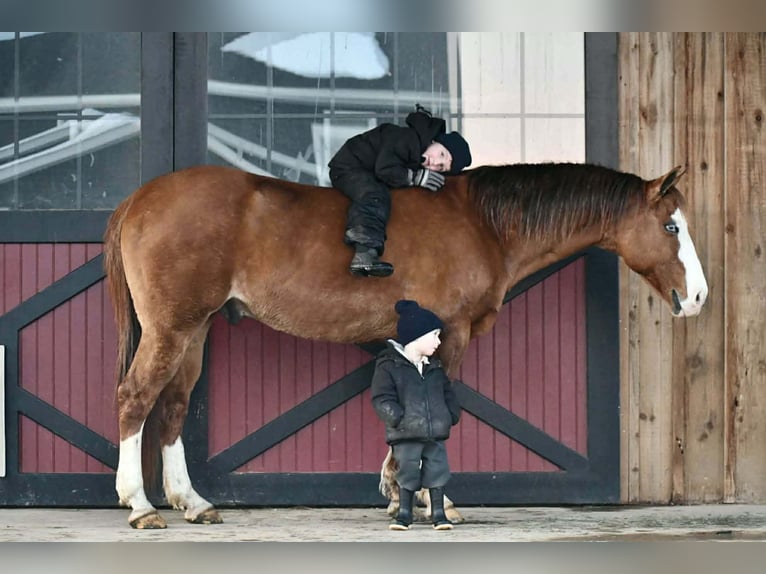 American Quarter Horse Wallach 12 Jahre 150 cm Red Dun in Rebersburg