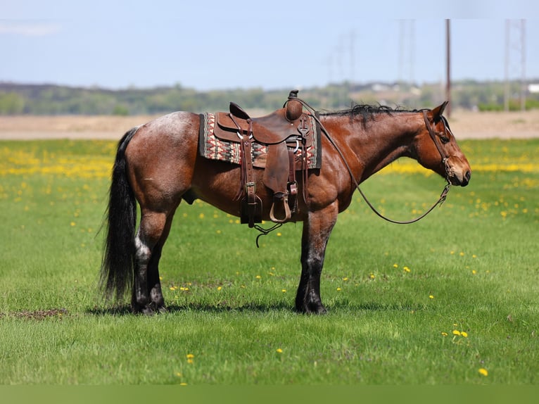 American Quarter Horse Wallach 12 Jahre 150 cm Roan-Bay in Cannon Falls, MN