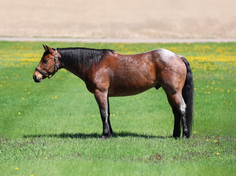 American Quarter Horse Wallach 12 Jahre 150 cm Roan-Bay in Cannon Falls, MN