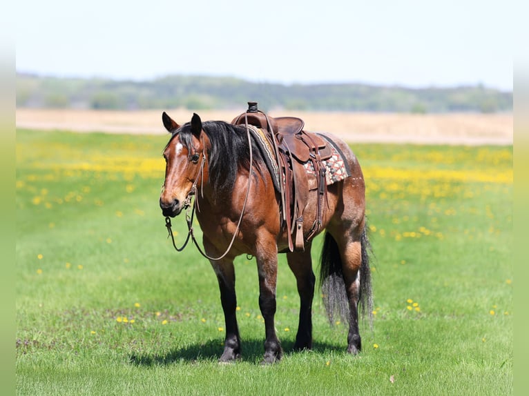 American Quarter Horse Wallach 12 Jahre 150 cm Roan-Bay in Cannon Falls, MN