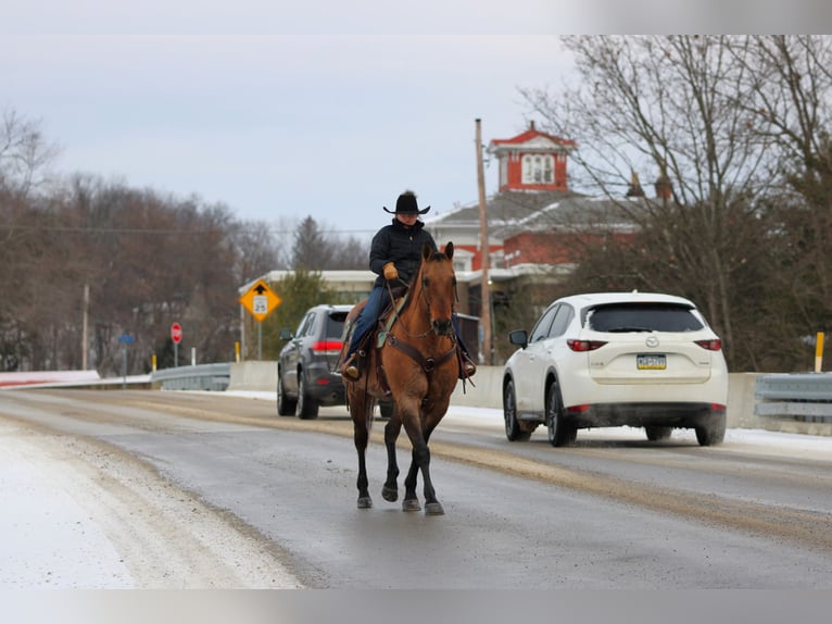 American Quarter Horse Wallach 12 Jahre 150 cm Roan-Bay in Clarion, PA