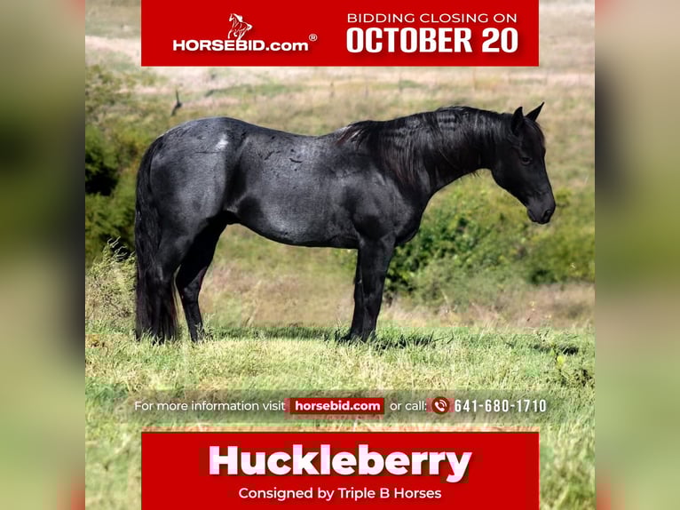 American Quarter Horse Wallach 12 Jahre 150 cm Roan-Blue in Plano