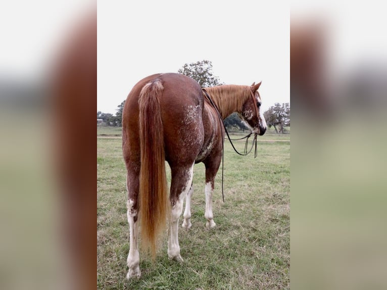 American Quarter Horse Wallach 12 Jahre 150 cm Roan-Red in Victoria, TX