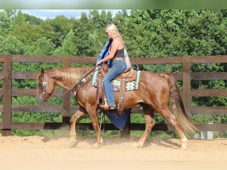 American Quarter Horse Wallach 12 Jahre 150 cm Roan-Red in Cherryville NC