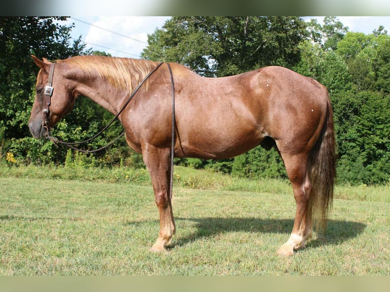 American Quarter Horse Wallach 12 Jahre 150 cm Roan-Red in Cherryville NC