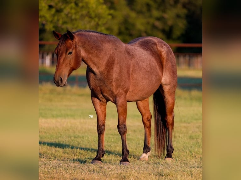 American Quarter Horse Wallach 12 Jahre 150 cm Rotbrauner in Weatherford TX
