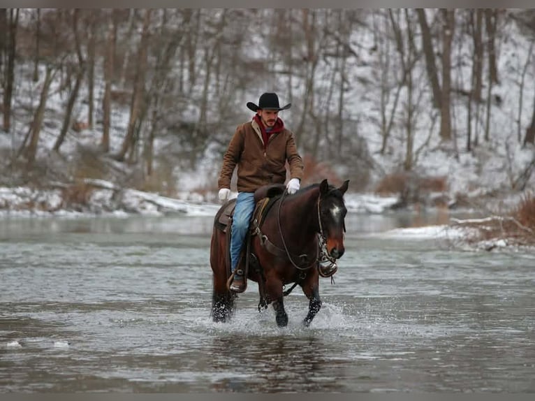 American Quarter Horse Wallach 12 Jahre 150 cm Rotbrauner in Clarion